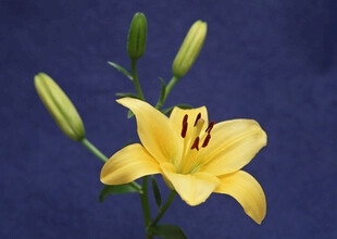 黄色百合花特写