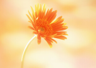 橙色雏菊特写