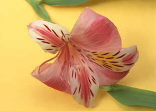 粉色六出花特写