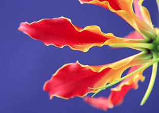 艳丽多彩的花瓣特写