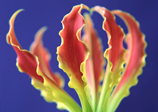 艳丽波浪形叶片植物