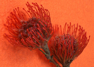 橙背景上的红色针垫花