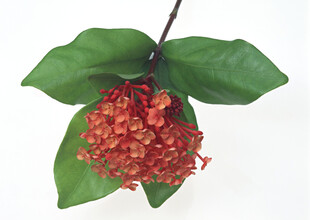 红色花朵配绿叶特写