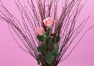 粉色背景中的玫瑰与枝条