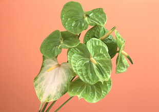 翠绿心形叶片的清新植物