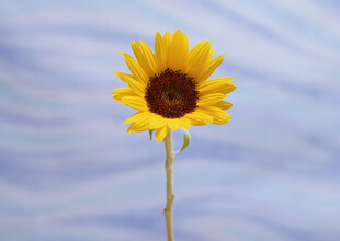 单枝向日葵绽放于蓝天