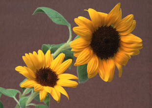 两朵向日葵绽放