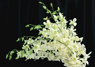 优雅白色兰花绽放