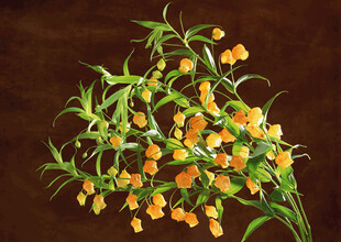 橙色小花绿植特写