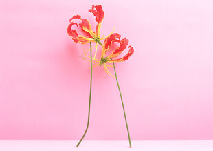 粉色背景上的两枝艳丽花朵