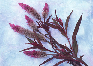 紫红色鸡冠花特写