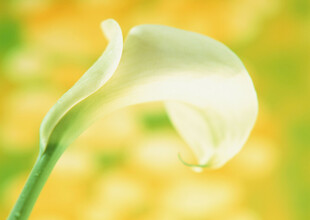 优雅马蹄莲特写