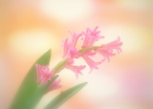 粉色风信子特写