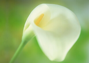 白色马蹄莲特写