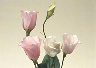 粉色白色洋桔梗插花