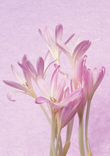 淡粉美丽风雨兰绽放