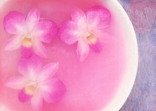 粉色碗中盛放三朵兰花