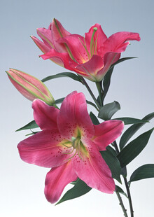 艳丽粉色百合花绽放