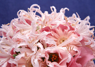 粉色柔美菊花绽放