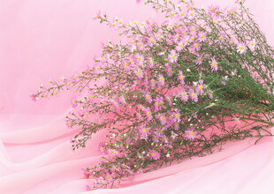 粉色浪漫满天星花束