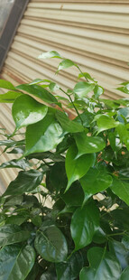 翠绿叶片植物特写