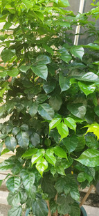 繁茂绿植景观