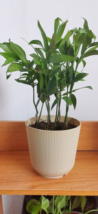 室内绿植盆栽
