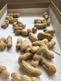 盒装花生特写