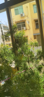 窗外绿植景观
