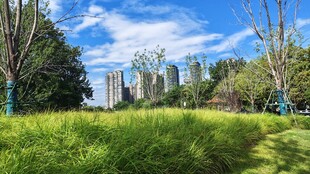 城市绿地旁的高楼景观