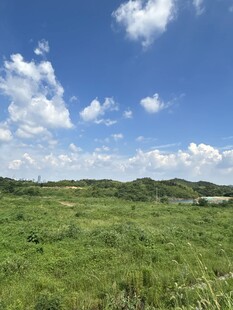广袤绿野