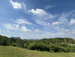 蓝天白云下的绿野风光