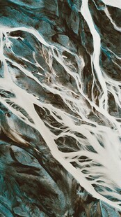白色丝状物体缠绕树枝