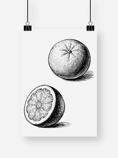 黑白素描橙子静物图