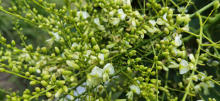 繁茂白花绿叶植物景象