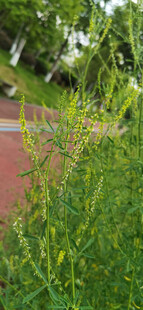 路边翠绿草丛