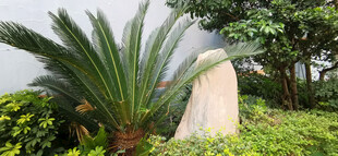 绿植环绕的白色景观石