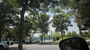 城市街道绿树成荫景象