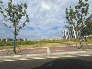 城市道路旁的清新风景