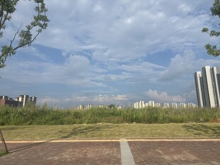 城市开阔绿地与高楼景观