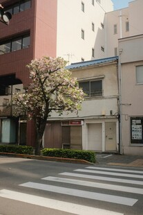 街道旁绽放的树木与建筑