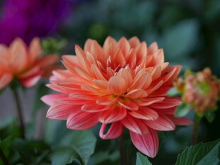 艳丽大丽花绽放瞬间