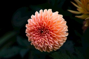 粉色大丽花特写