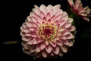 粉色大丽花特写