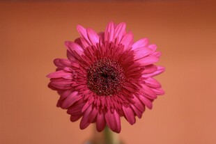 粉色非洲菊特写