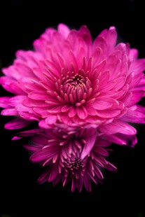 娇艳粉色菊花特写