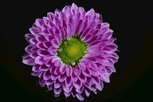 紫色菊花特写