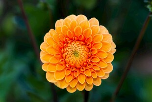 橙黄色大丽花特写