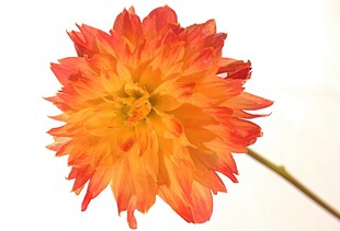 橙红色大丽花特写