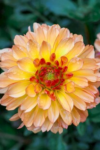 娇艳黄橙花卉特写